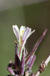 Willowleaf lettuce